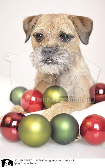 liegender Border Terrier / lying Border Terrier / AP-09577