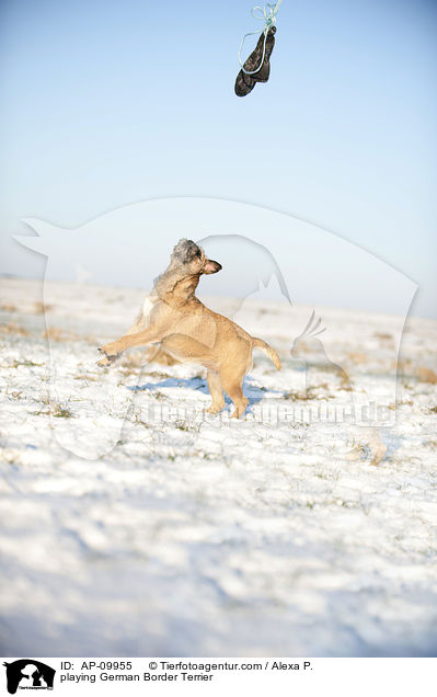 spielender Border Terrier / playing German Border Terrier / AP-09955