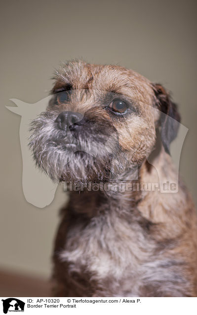 Border Terrier Portrait / Border Terrier Portrait / AP-10320