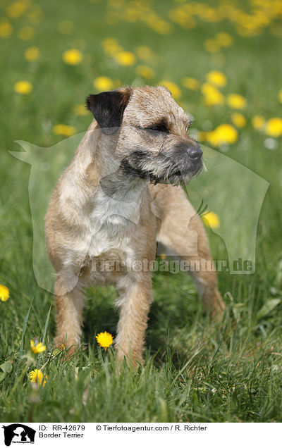 Border Terrier / Border Terrier / RR-42679