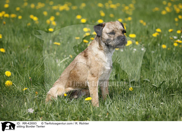 sitzender Border Terrier / sitting Border Terrier / RR-42693