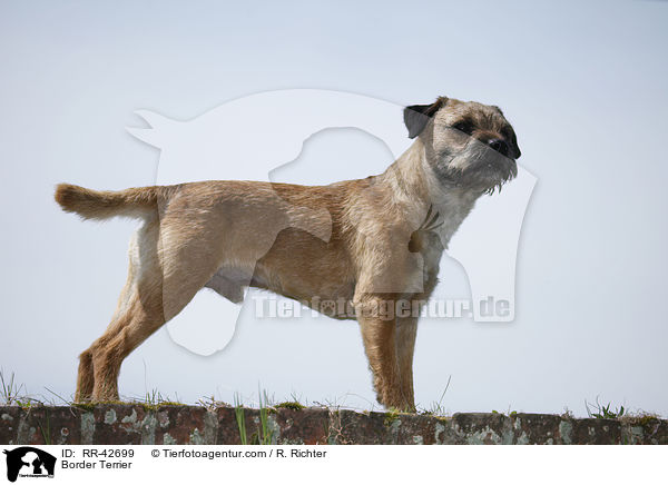Border Terrier / Border Terrier / RR-42699