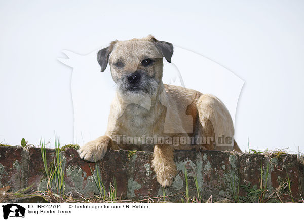 liegender Border Terrier / lying Border Terrier / RR-42704
