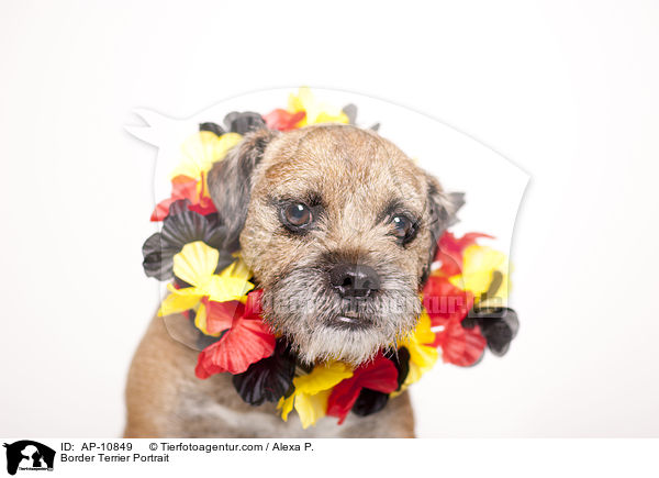 Border Terrier Portrait / AP-10849