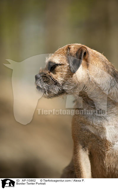Border Terrier Portrait / Border Terrier Portrait / AP-10862