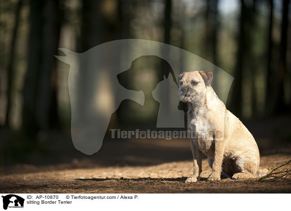 sitzender Border Terrier / sitting Border Terrier / AP-10870