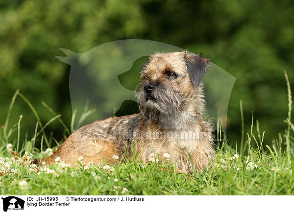 liegender Border Terrier / lying Border Terrier / JH-15995
