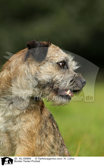 Border Terrier Portrait / KL-09866