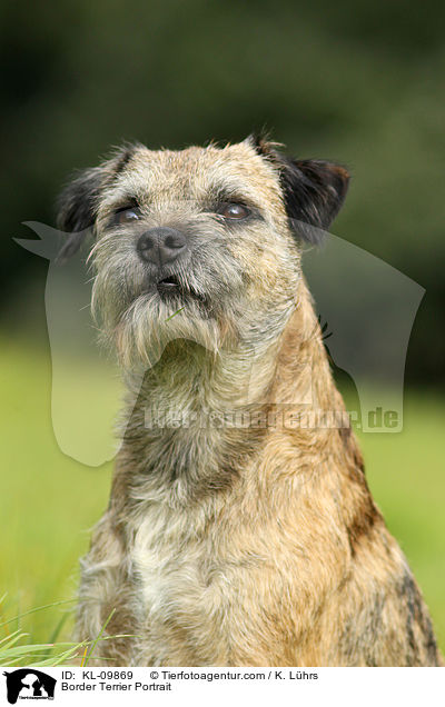 Border Terrier Portrait / KL-09869