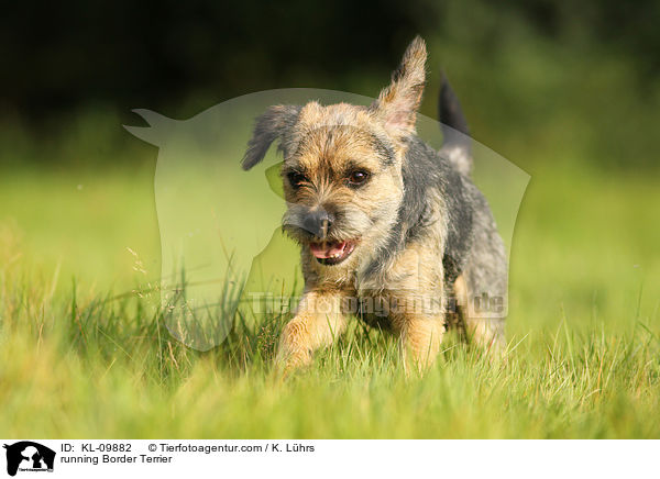 running Border Terrier / KL-09882