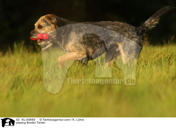 spielender Border Terrier / playing Border Terrier / KL-09889