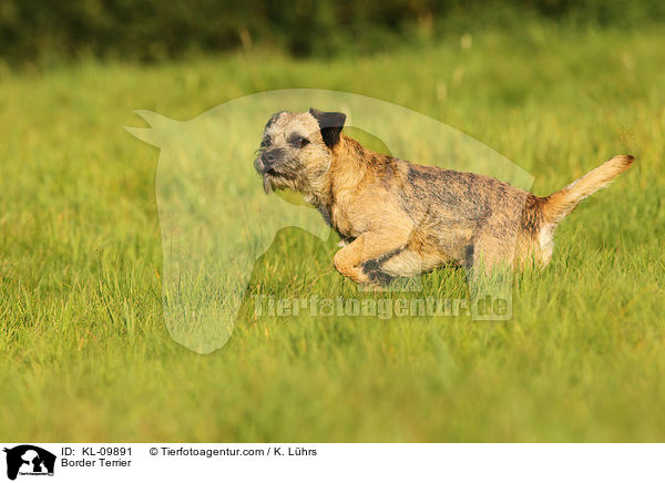 Border Terrier / Border Terrier / KL-09891