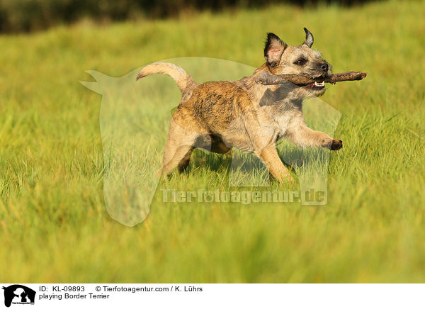 spielender Border Terrier / playing Border Terrier / KL-09893