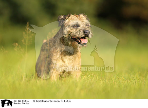 Border Terrier / Border Terrier / KL-09897