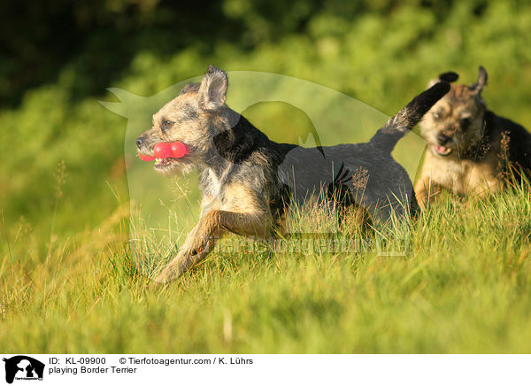 spielender Border Terrier / playing Border Terrier / KL-09900