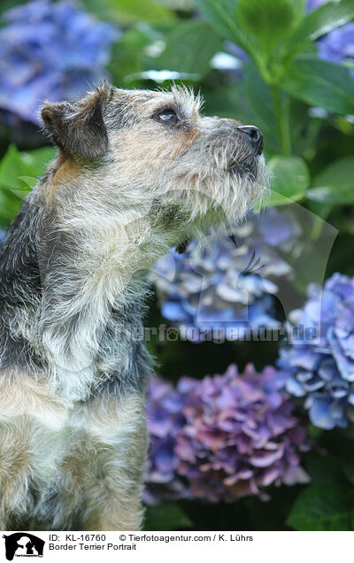 Border Terrier Portrait / Border Terrier Portrait / KL-16760