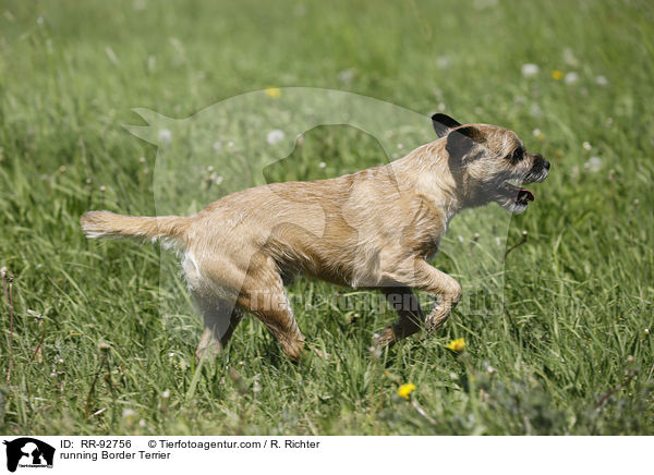 running Border Terrier / RR-92756