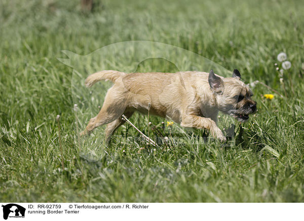 running Border Terrier / RR-92759