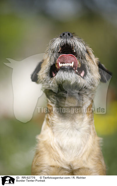 Border Terrier Portrait / RR-92776