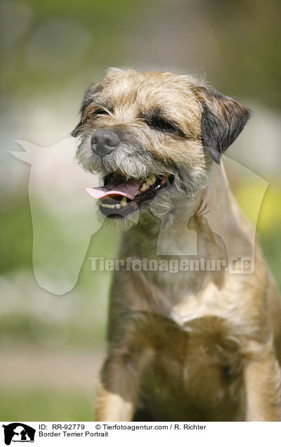 Border Terrier Portrait / RR-92779