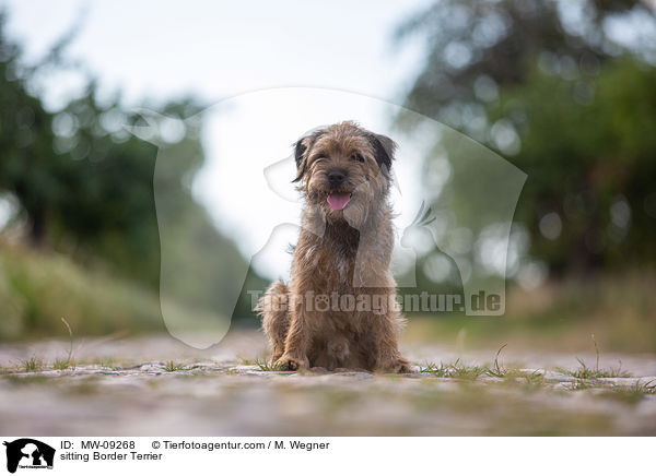 sitting Border Terrier / MW-09268