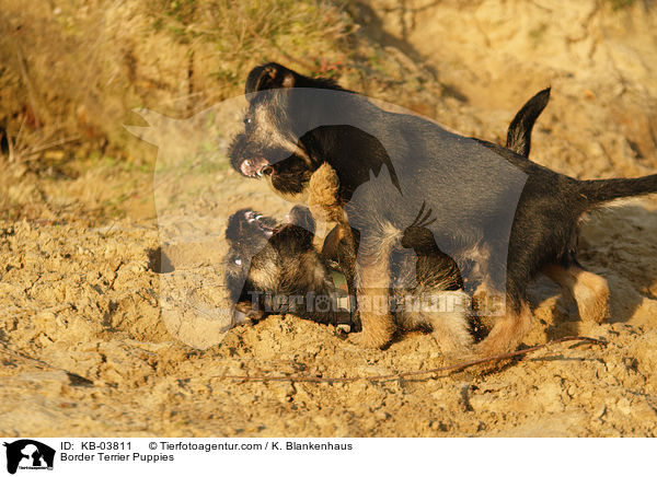 Border Terrier Welpen / Border Terrier Puppies / KB-03811