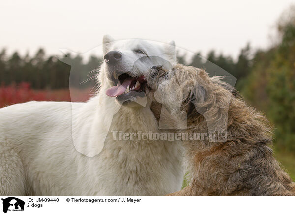 2 Hunde / 2 dogs / JM-09440