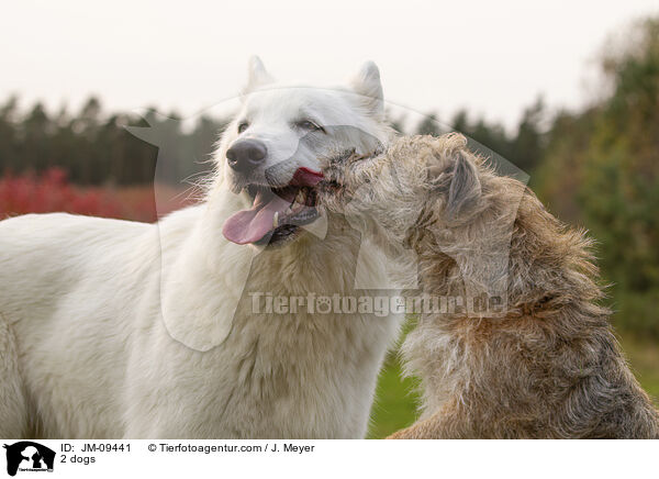 2 Hunde / 2 dogs / JM-09441