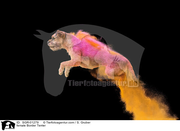 Border Terrier Hndin / female Border Terrier / SGR-01279