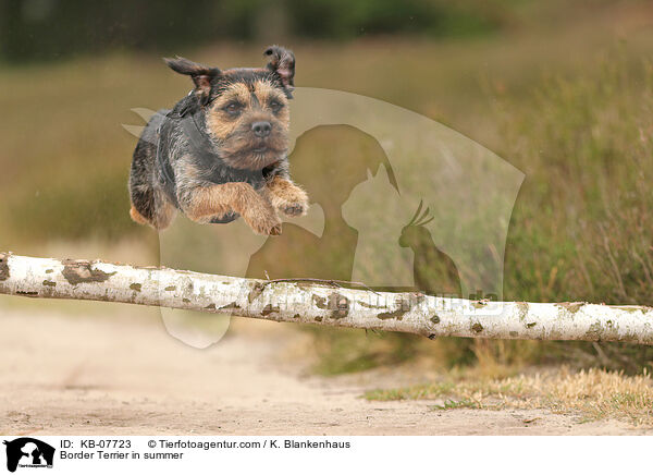 Border Terrier in summer / KB-07723