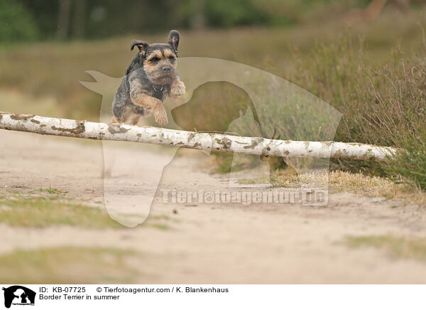 Border Terrier im Sommer / Border Terrier in summer / KB-07725