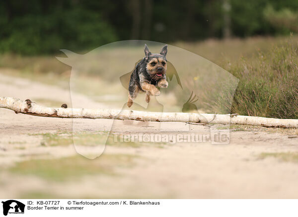 Border Terrier in summer / KB-07727
