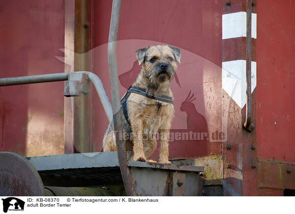 ausgewachsener Border Terrier / adult Border Terrier / KB-08370