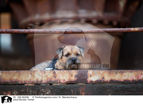 ausgewachsener Border Terrier / adult Border Terrier / KB-08498