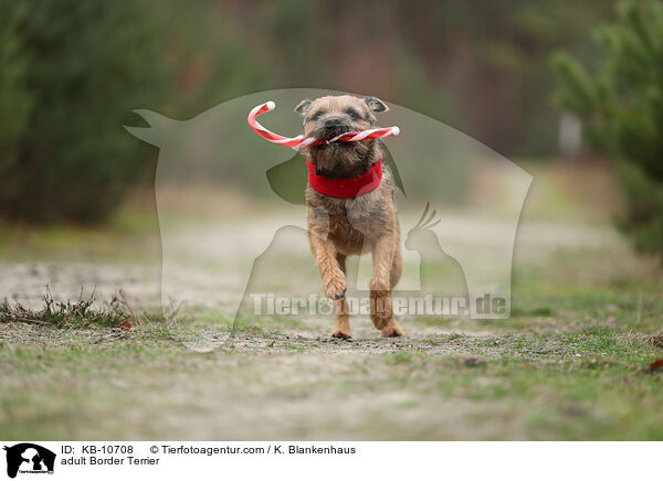 adult Border Terrier / KB-10708