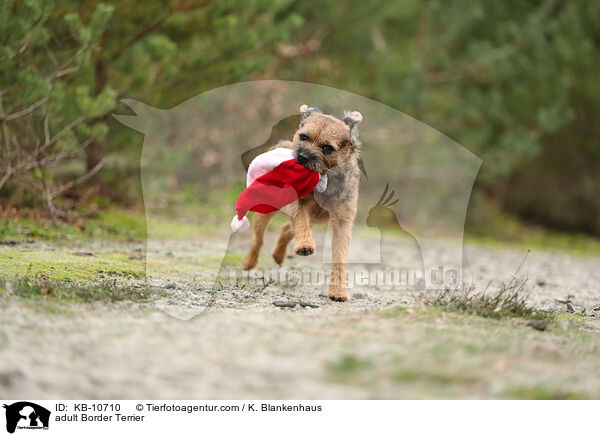ausgewachsener Border Terrier / adult Border Terrier / KB-10710