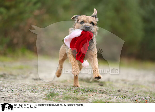ausgewachsener Border Terrier / adult Border Terrier / KB-10712