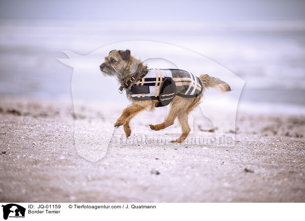 Border Terrier / JQ-01159