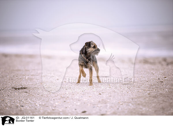 Border Terrier / Border Terrier / JQ-01161