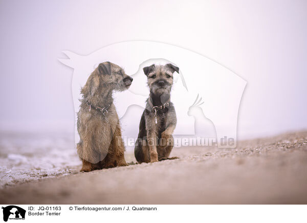 Border Terrier / Border Terrier / JQ-01163