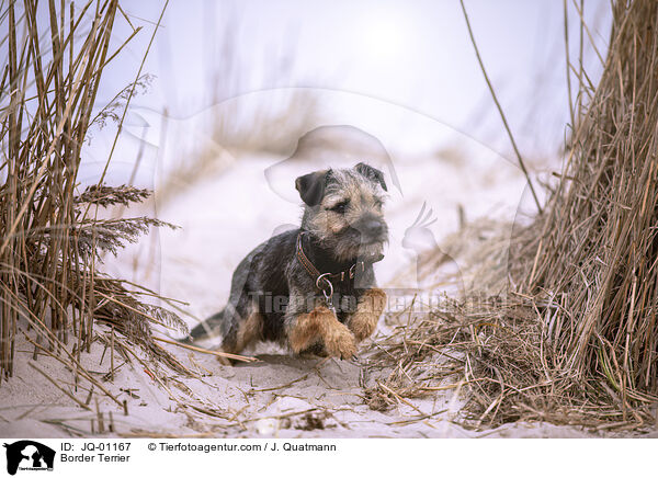 Border Terrier / JQ-01167