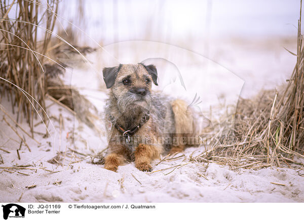 Border Terrier / Border Terrier / JQ-01169