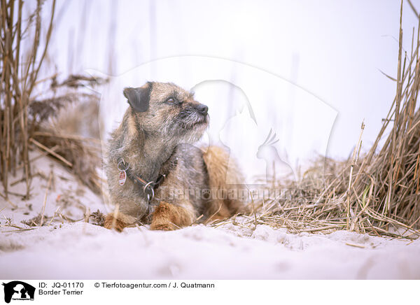 Border Terrier / Border Terrier / JQ-01170