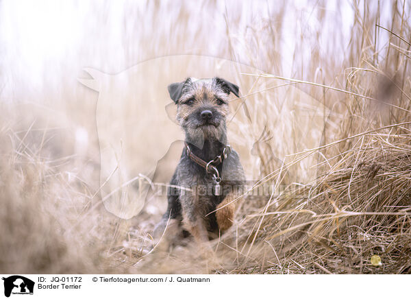 Border Terrier / JQ-01172