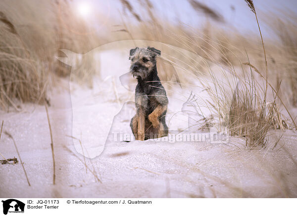 Border Terrier / Border Terrier / JQ-01173