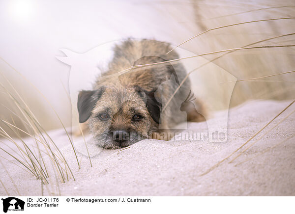 Border Terrier / JQ-01176