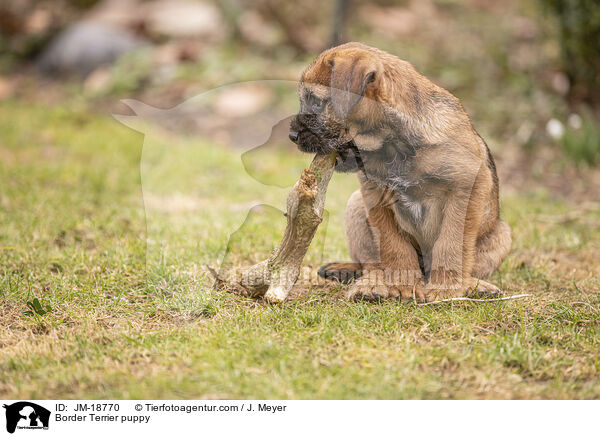 Border Terrier Welpe / Border Terrier puppy / JM-18770