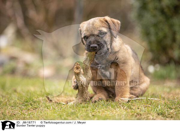 Border Terrier puppy / JM-18771