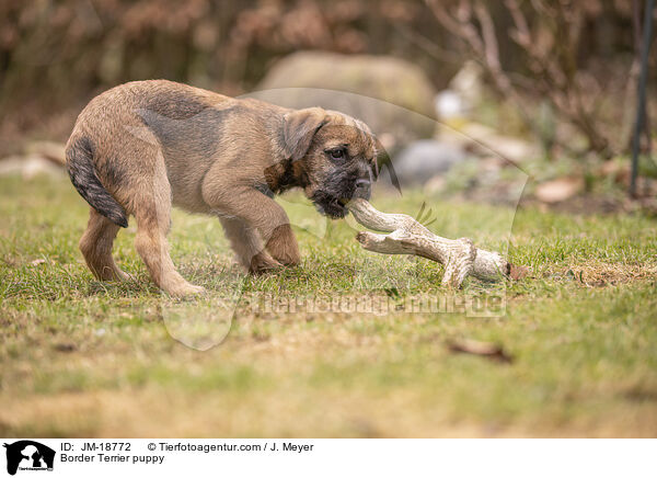 Border Terrier Welpe / Border Terrier puppy / JM-18772