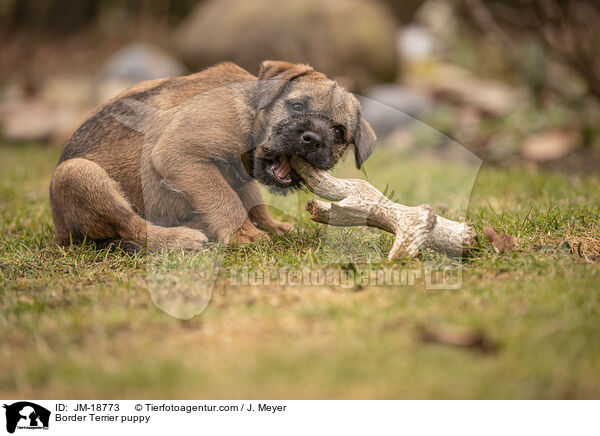 Border Terrier Welpe / Border Terrier puppy / JM-18773